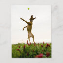 Recherche de balle de tennis cartes postales Vertical