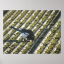 Recherche de corvids posters Corbeaux