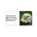 Recherche de aigle photographie Faucon