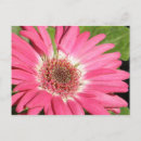 Recherche de gerber rose photographie Gerbera