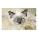 Recherche de fourrure de posters Animal de compagnie