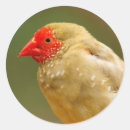 Recherche de finch autocollants Faune