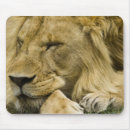 Recherche de panthera lion tapis souris Animal