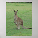 Recherche de kangourou posters Joey