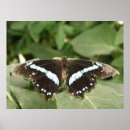 Recherche de papillon blanc posters Faune