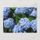 Recherche de hortensias cartes postales Photographie