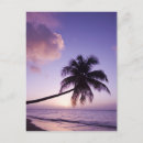 Recherche de greg johnston cartes postales Palmier