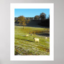 Recherche de moutons photographie Agriculture