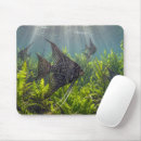 Recherche de algues tapis souris Poisson