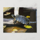 Recherche de amphibiens cartes postales Biologie
