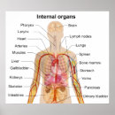 Recherche de organes internes posters Corps