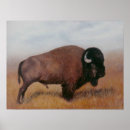 Recherche de plaines posters Bison