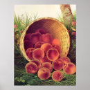 Recherche de fruit vintage posters Illustration