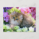 Recherche de photo de chat cartes postales Pour elle