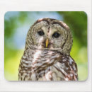 Recherche de rapaces tapis souris Nature
