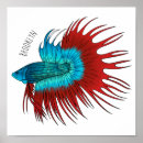 Recherche de splendens de betta posters Poisson