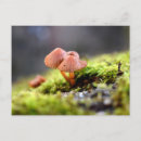 Recherche de lichen cartes postales Champignon