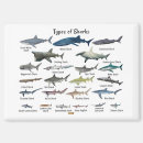 Recherche de grand requin magnets Mer