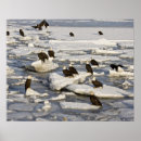 Recherche de rapaces posters Pygargue à tête blanche