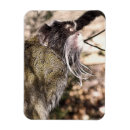 Recherche de monkeys magnets Singe