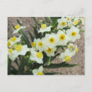 Recherche de fleurs de narcisse cartes postales Blanc