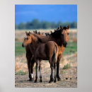 Recherche de juments et poulains art Mustang