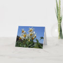Recherche de solanum Fleur