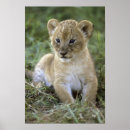 Recherche de panthera lion Chat