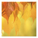 Recherche de janelle posters Nature