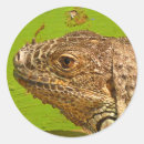 Recherche de iguanes autocollants Reptiles