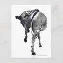 Recherche de image noir et blanc cartes postales Animal