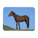 Recherche de plomb magnets Cheval