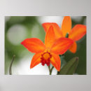 Recherche de orchidée tropicale posters Toute personne
