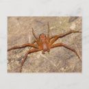 Recherche de arachnide cartes postales Faune