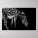 Recherche de rayures zèbre posters Faune