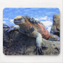 Recherche de iguane tapis souris Reptile