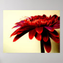 Recherche de gerbera rouge posters Nature