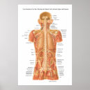 Recherche de moelle épinière posters Anatomie