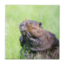 Recherche de photo castor maison deco Animaux