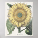Recherche de copies botaniques posters Illustration