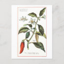 Recherche de cayenne cartes postales Poivre