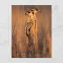 Recherche de suricate posters Délimiteur danita