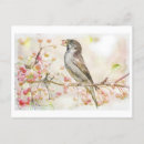 Recherche de moineau cartes postales Nature