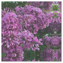 Recherche de lavande loisirs créatifs Lilas