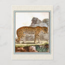 Recherche de histoire naturelle cartes postales Antique