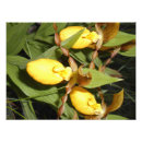 Recherche de glissière posters Orchidée