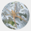 Recherche de spider autocollants Bébé