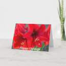 Recherche de amaryllis photographie Vacances