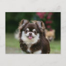 Recherche de pam cartes postales Chihuahua