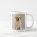 Recherche de chien de labrador retriever tasses Pour lui